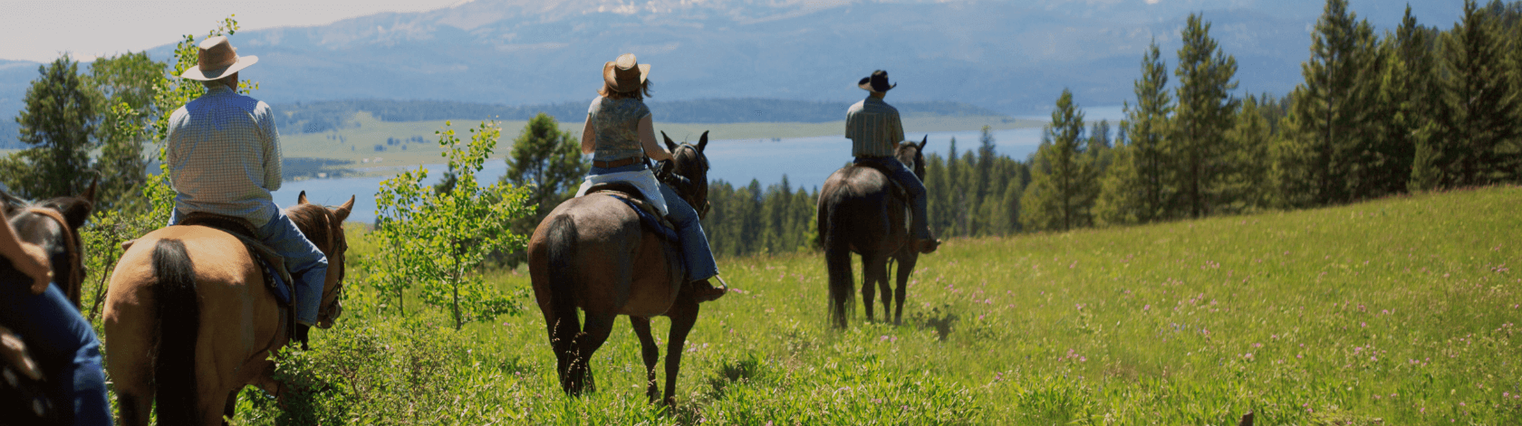 Our Horse Community
